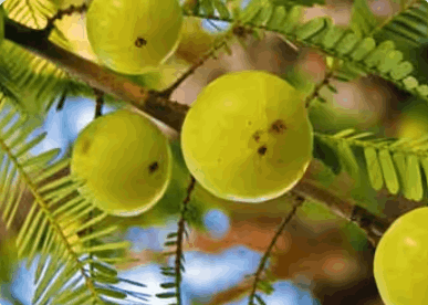 amla