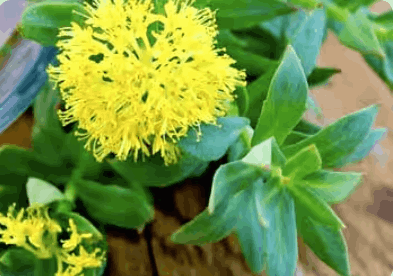 Rhodiola